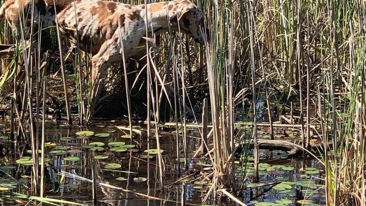 Its been over a week and a half since a dog became stranded on an island in Northern Michigan, but officials aren't giving up hope in rescuing the animal.