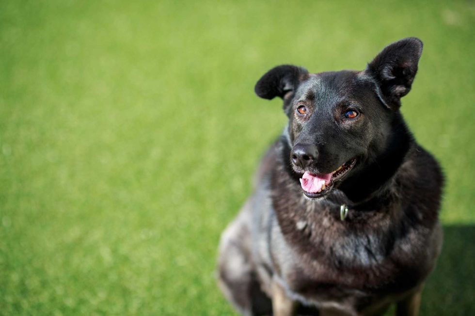 Ivy, an affectionate 6-year-old Retriever mix who adores people, but does not care for other dogs. She loves being by your side, but is also happy taking naps or playing with her toys. Ivy can become a bit mischievous when left alone so would do best in a home where someone is frequently home.