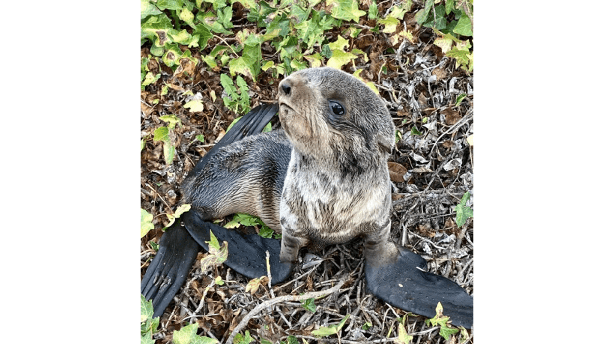 "Ivy" was rescued from a San Rafael roadway on Saturday.