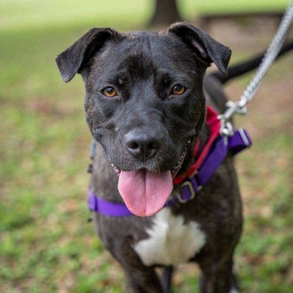 Izabella @ Austin Humane Society 4/03/24