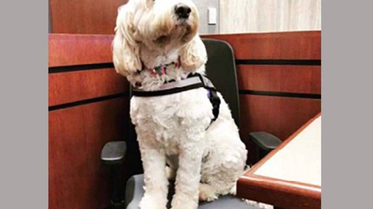 Izzy The Therapy Dog