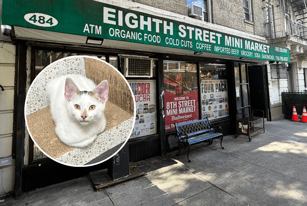 Where’s Jabal? Park Slope bodega kitten snatched outside store
