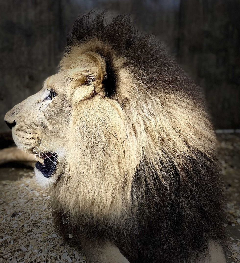 Jabari, a male African lion set to debut at Lincoln Park Zoo