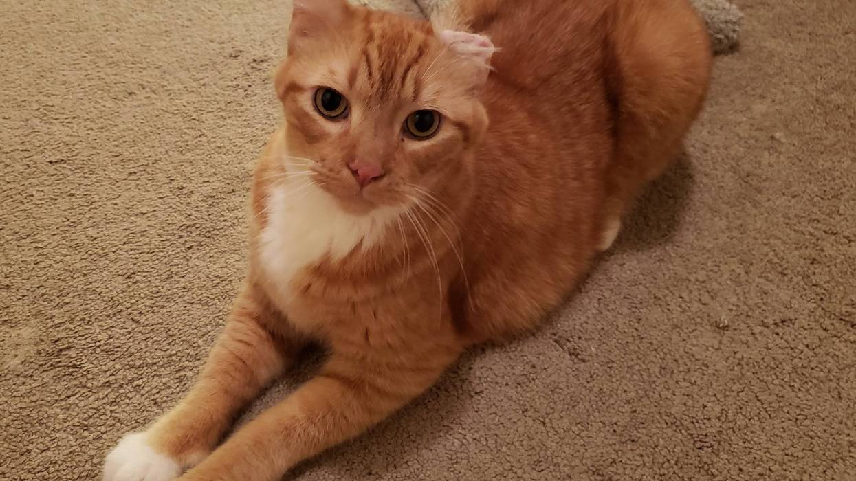 Jack, a six year old orange tabby cat up for adoption through ARE Animal Rescue in Hemet