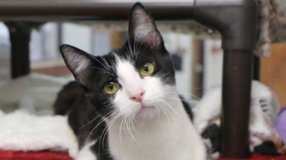 Jack Harlow Kitty @ Austin Humane Society 1/29/25