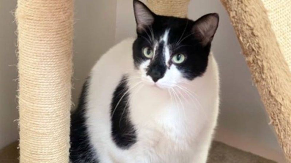 Jack Jack @ Austin Humane Society 11/ 2/22
