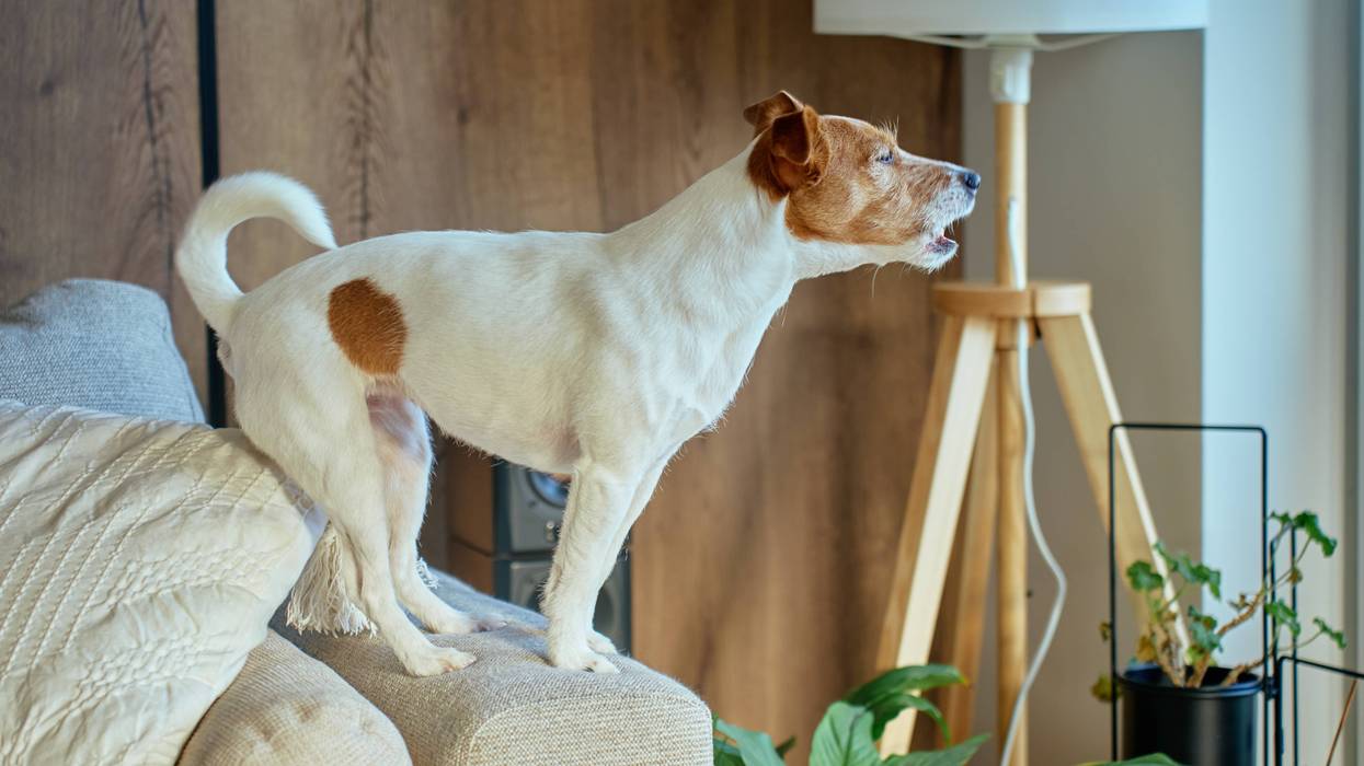 Jack Russell barking