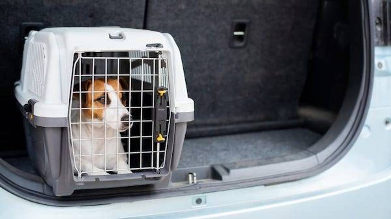 Jack Russell Terrier dog sits in a crate in the trunk of a car