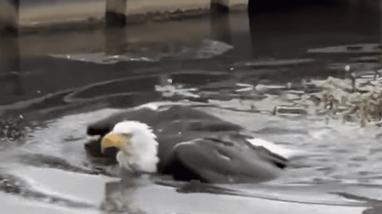 Big Bear eagle Jackie receiving care after being rescued