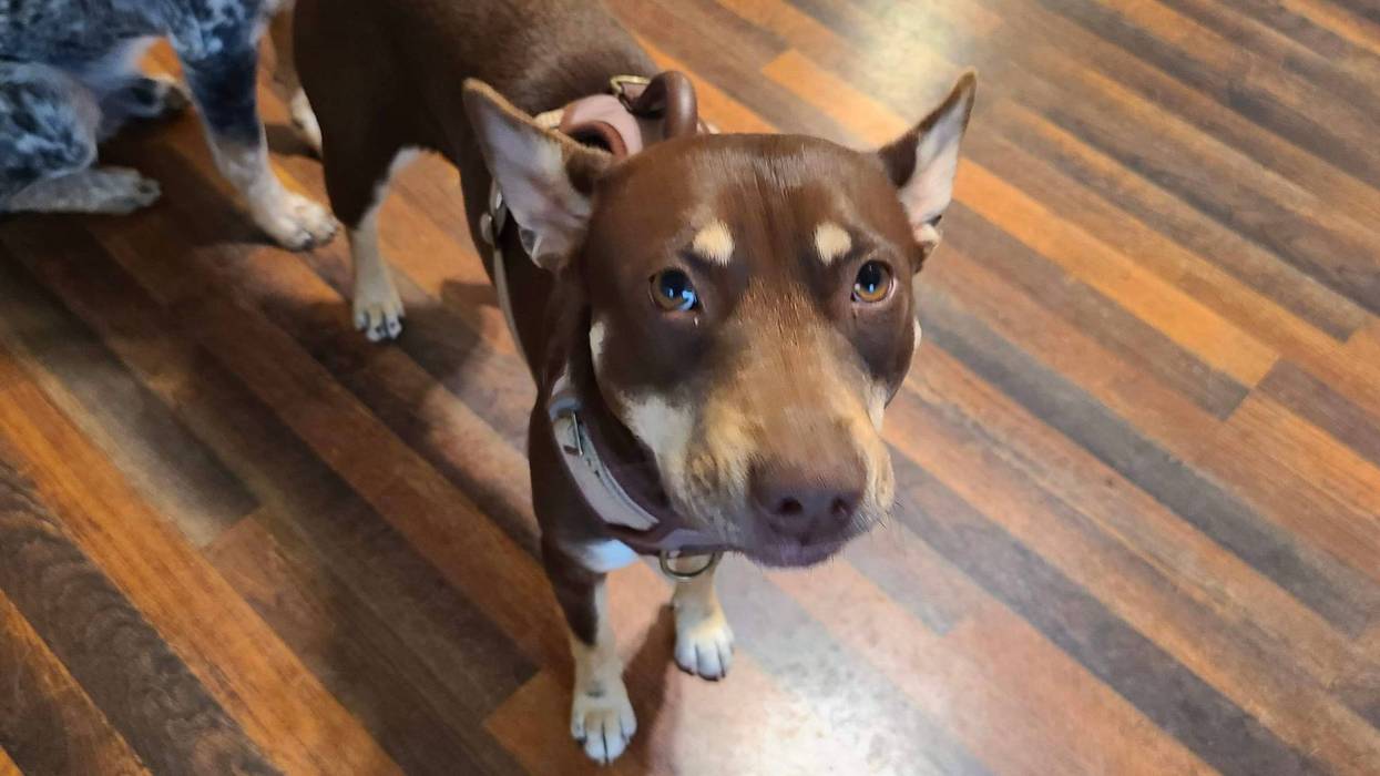 Jada, a small mixed breed two year old dog up for adoption at ARE Animal Rescue in Hemet