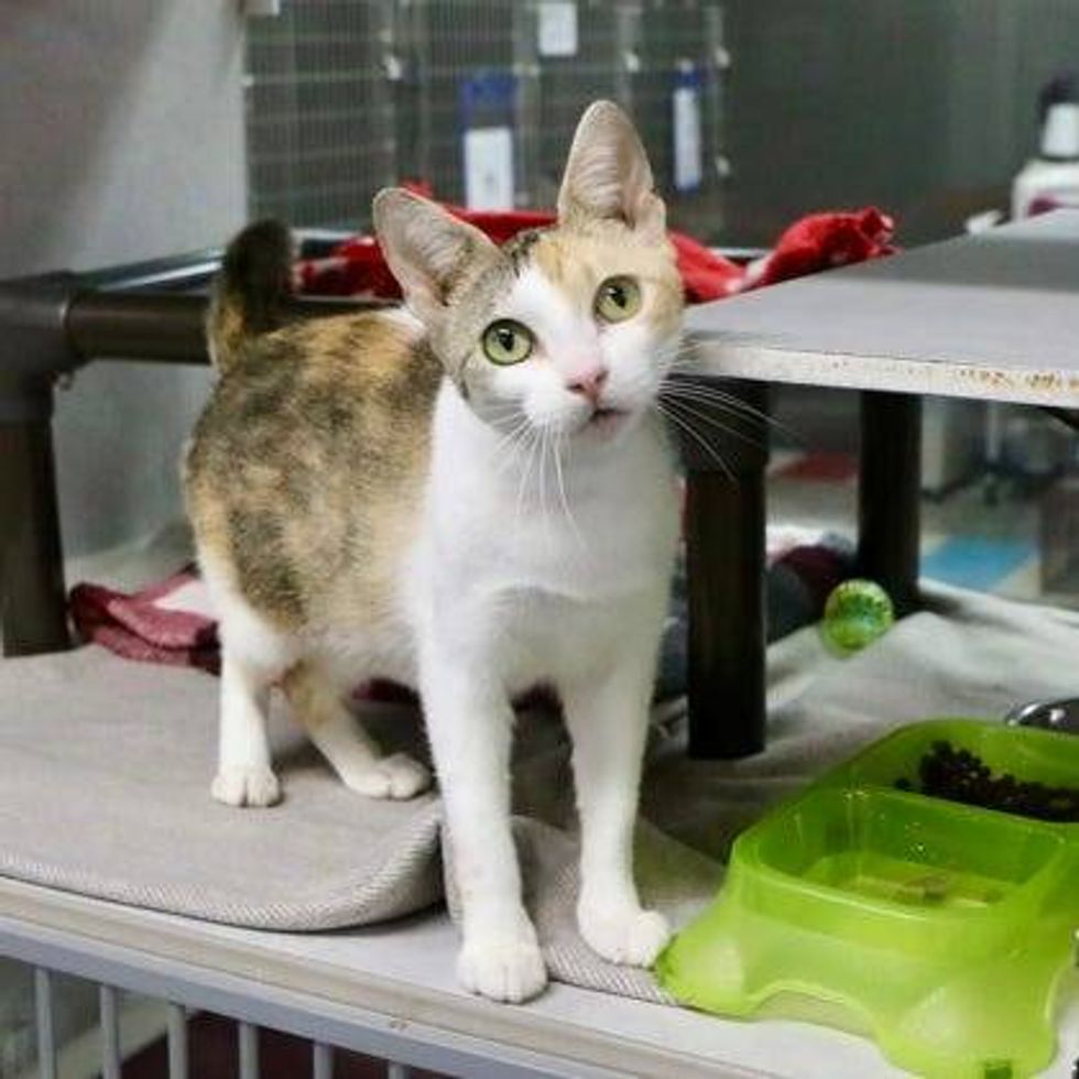 Jade (cat)