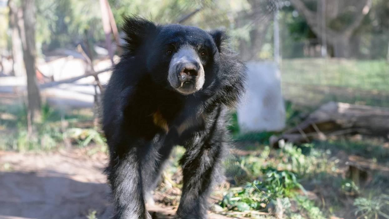 Jagger the sloth bear