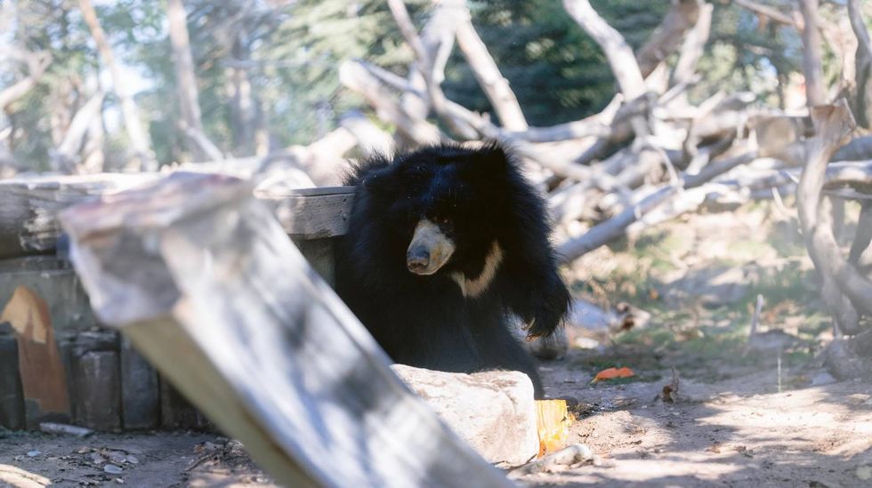 Jagger the sloth bear