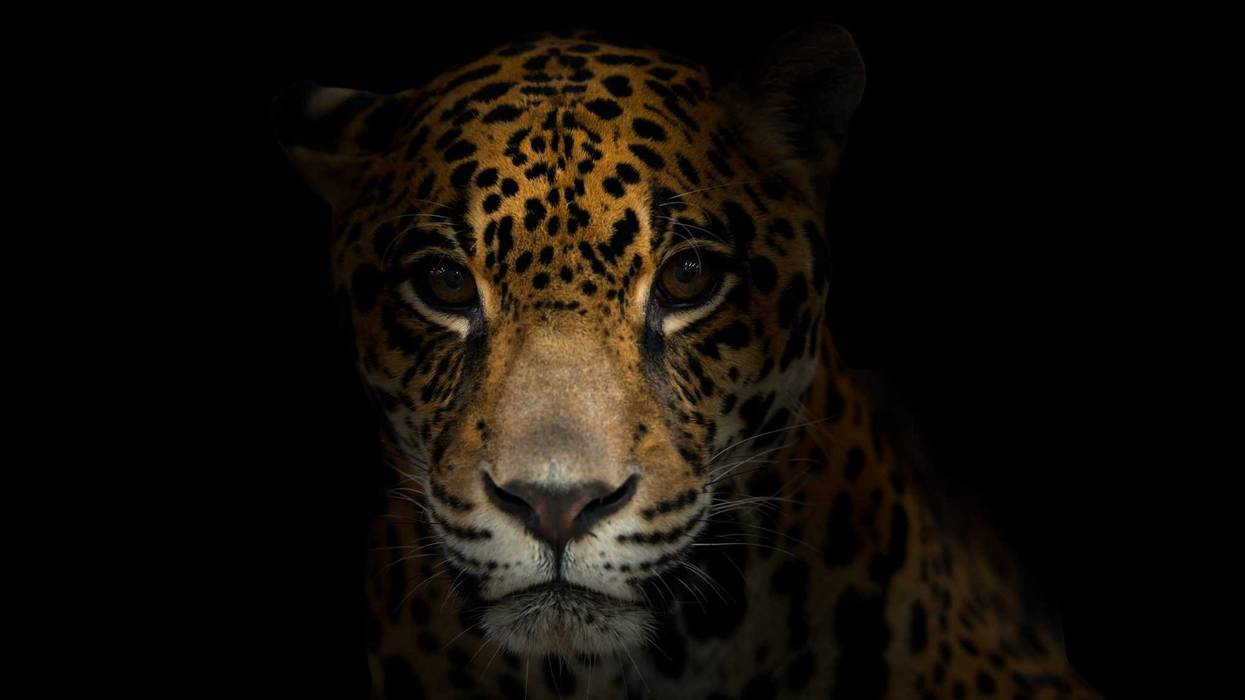 Jaguar stock photo.