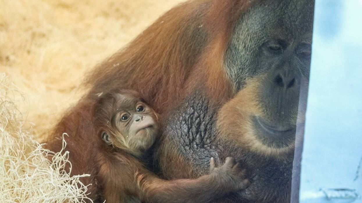 Jambi was born to Sumatran orangutan Tua at the Philadelphia Zoo in June.