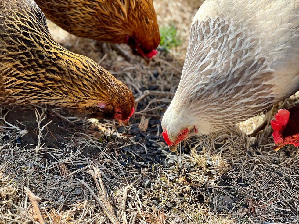 Jamila Pittman feeds her hens a sunflower seed snack