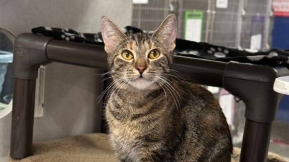 Janet @ Austin Humane Society 12/18/24