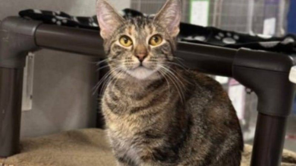 Janet Kitty @ Austin Humane Society 11/27/24