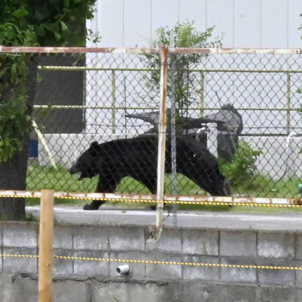 Japan Bear Attack