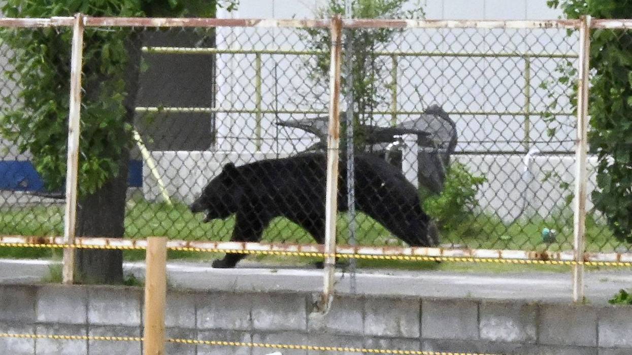 Japan Bear Attack
