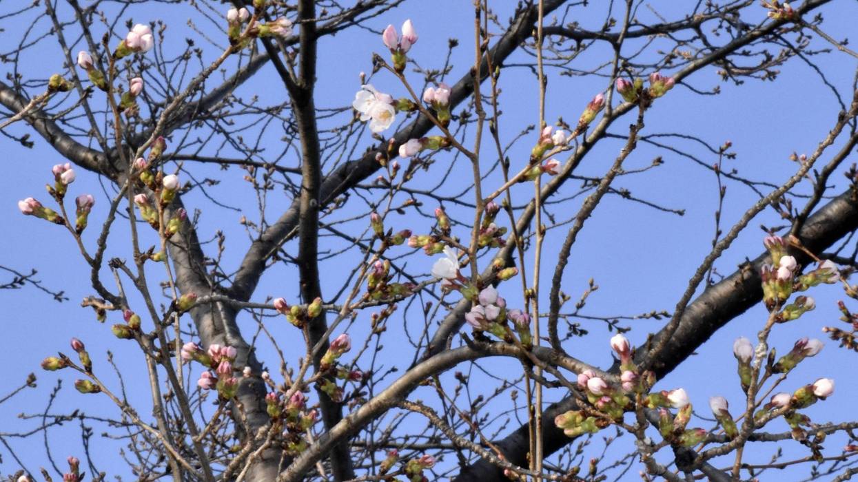 Japan Cherry Blossoms