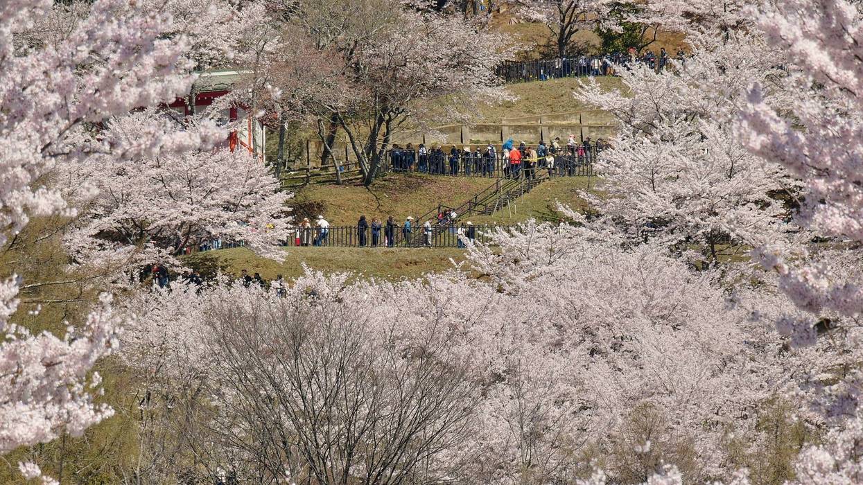 Japan Mount Fuji Cherry Blossom Woes 73 3