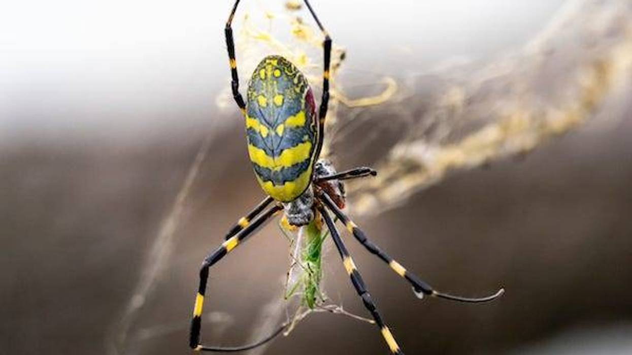 Japanese Joro orb-weaver spider eating a grasshopper