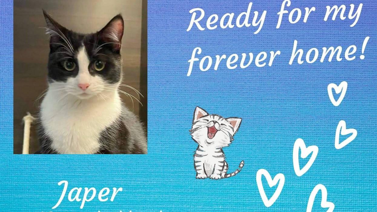 Japer, a ten month old black and white tuxedo kitty