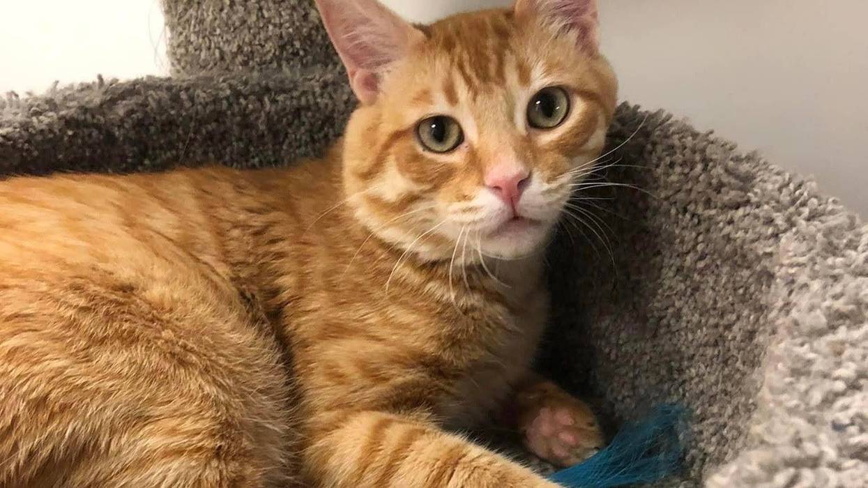 Jared, a three year old orange tabby cat