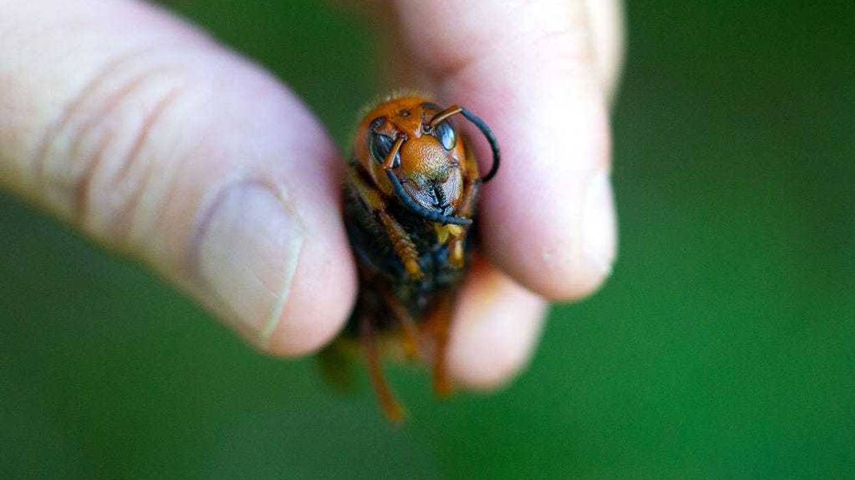 Jenni Cena, pest biologist and trapping supervisor from the Washington State Department of Agriculture (WSDA), holds a dead Asian Giant Hornet, also known as a murder hornet, as a sample specimen from Japan on July 29, 2020 in Bellingham, Washington.