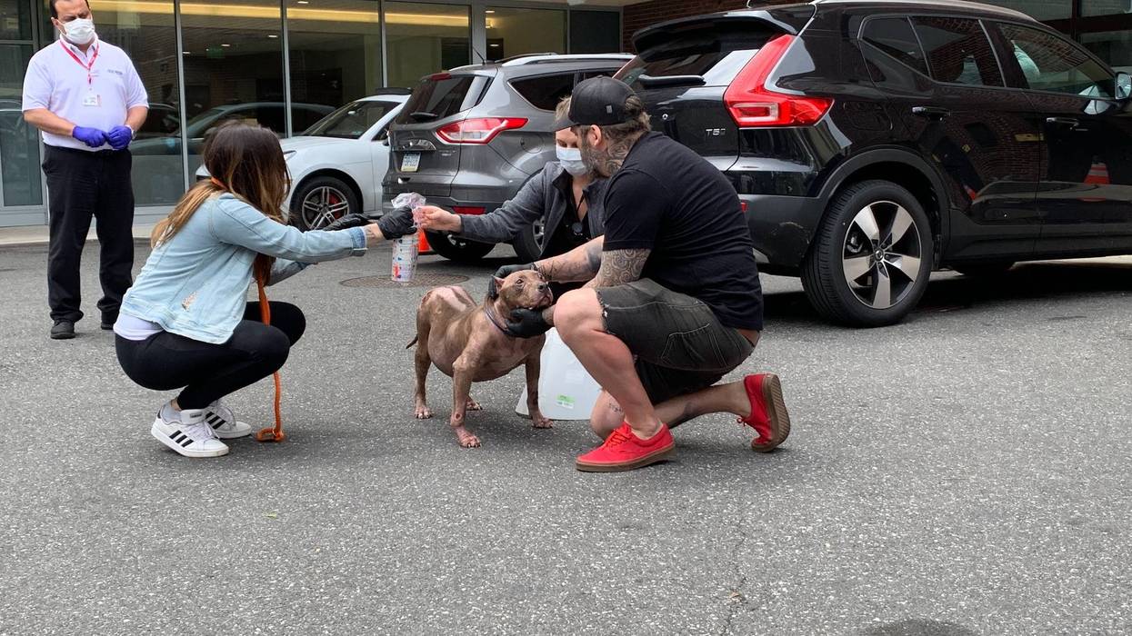 Jessica and Marvin Graaf of Philly Bully Team reunited 15-year-old Gucci with the Chamlee family from Tennessee.
