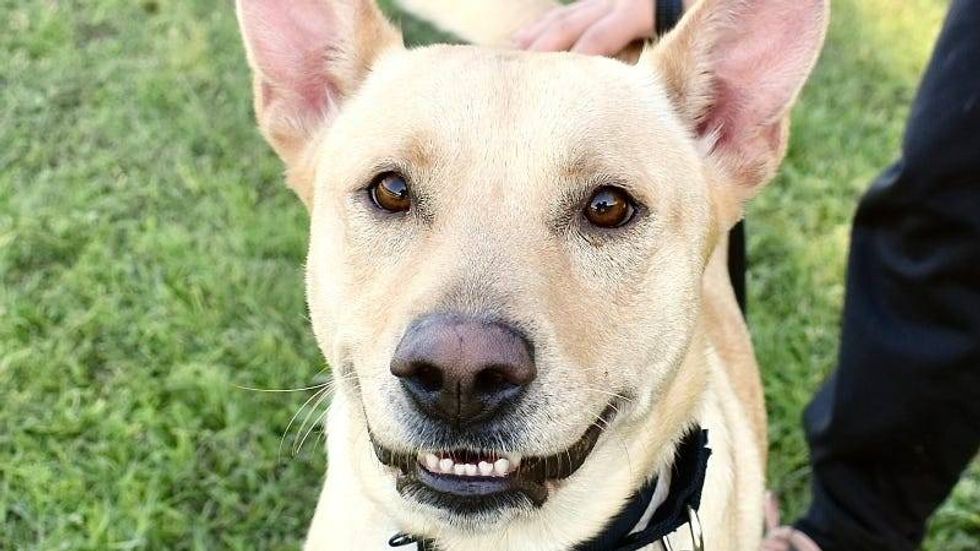 Jessie @ Austin Humane Society 11/22/23