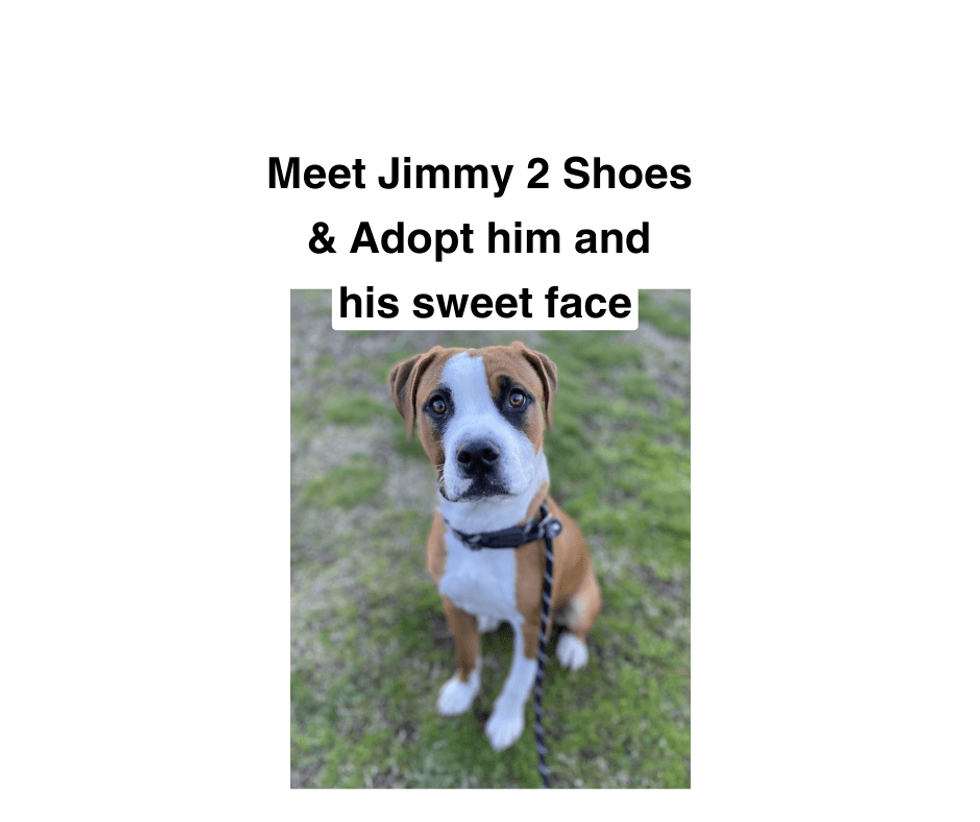 Jimmy 2 Shoes