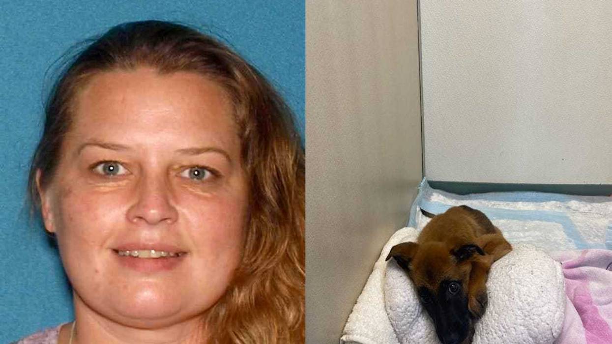 Jodi Wazniak and one of the German Shepherd / Belgian Malinois puppies that is currently being treated for the Parvo virus at the Linwoood Animal Hospital.