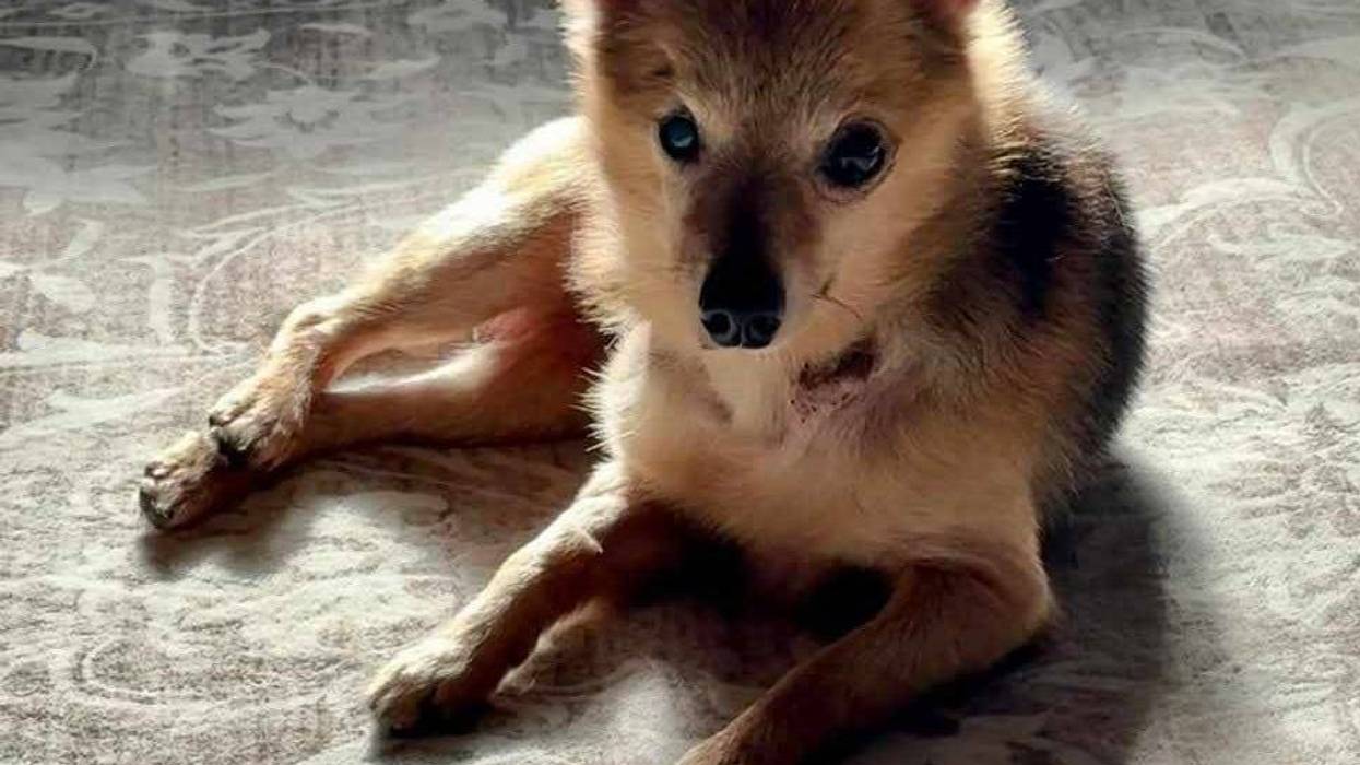 Joe at VOCAL: Voices Of Change Animal League of Marion County