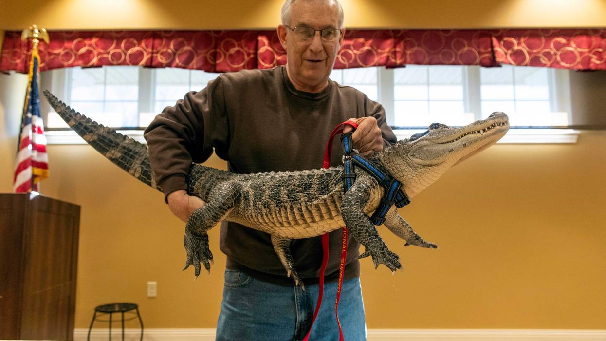 Joie Henney, of Strinestown, lifts his emotional support animal, Wally, an alligator, up on a table to give a presentation at the SpiriTrust Lutheran Village at Sprenkle Drive, Monday, Jan. 14, 2018. Henney has had Wally for nearly the gator's whole life, almost four years. Wally stays inside Henney's house and eats raw, dead, chicken.