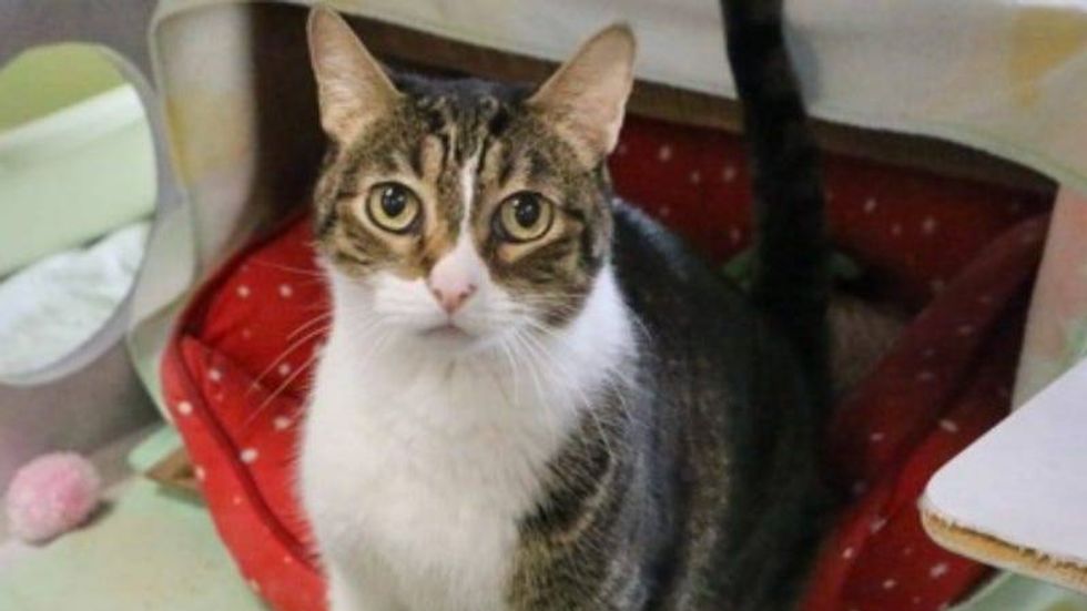 Joker @ Austin Humane Society 9/7/22