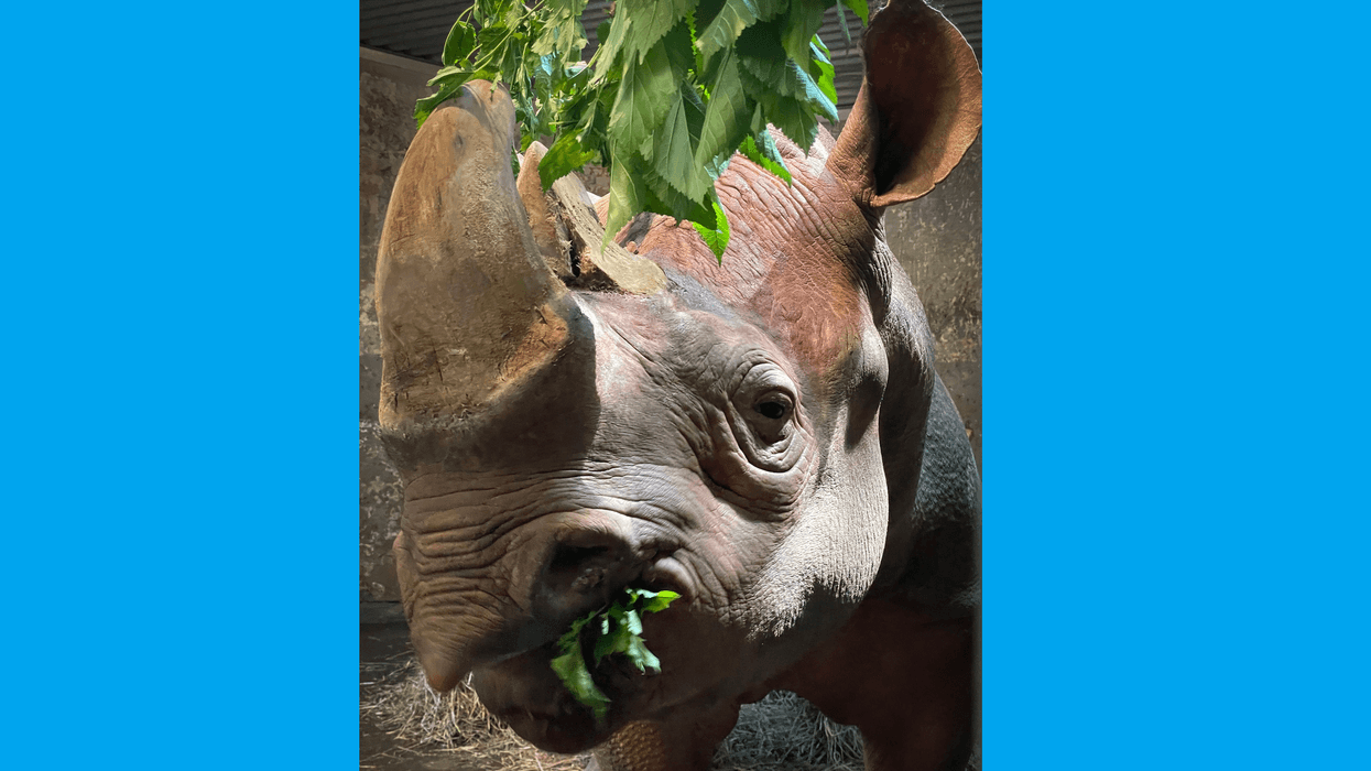 Last remaining rhino at Pittsburgh Zoo dies
