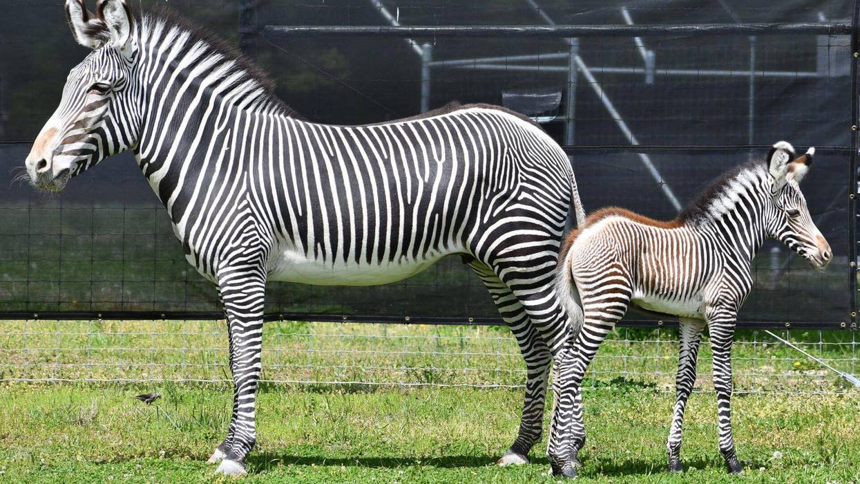 Joshua Sydney-Smith, Saint Louis Zoo