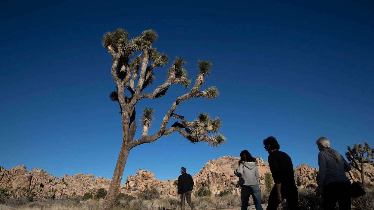 Joshua Tree California