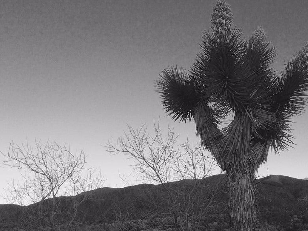 Joshua Tree Nat