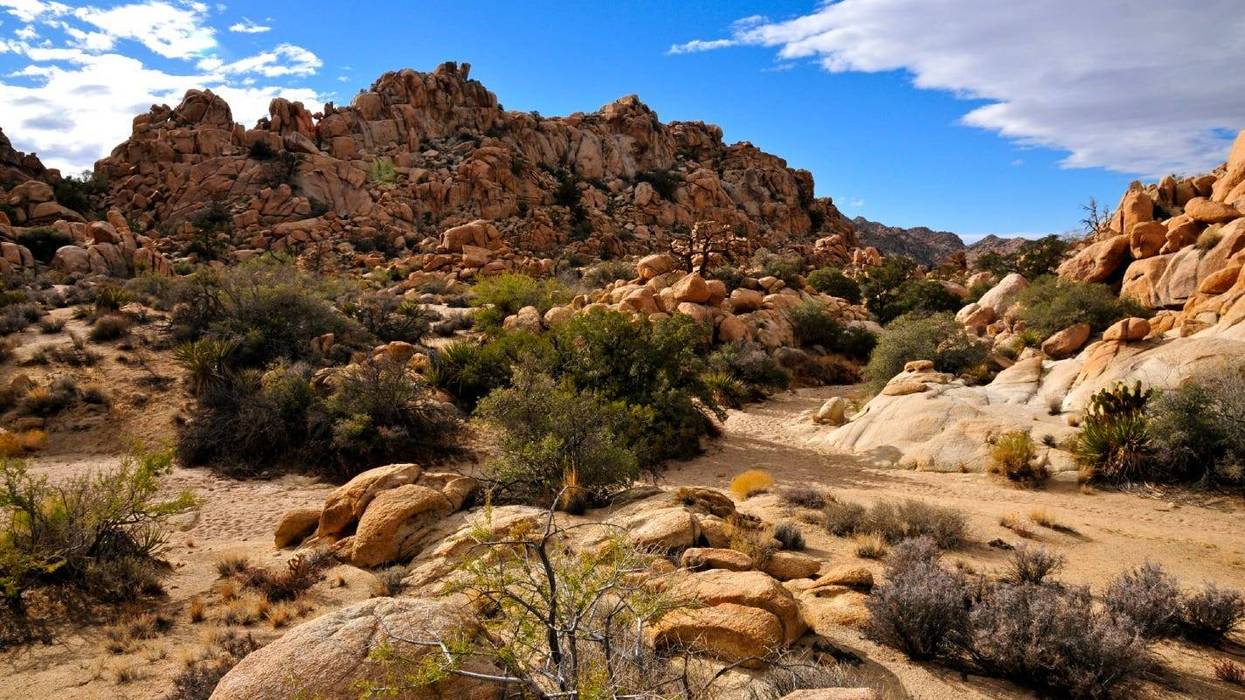 Joshua Tree National Park in Southern California.