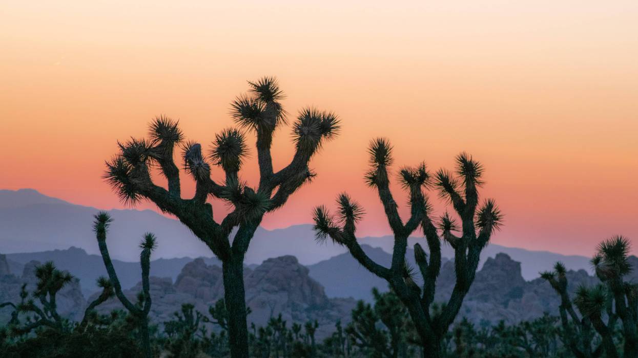 Joshua Tree National Park