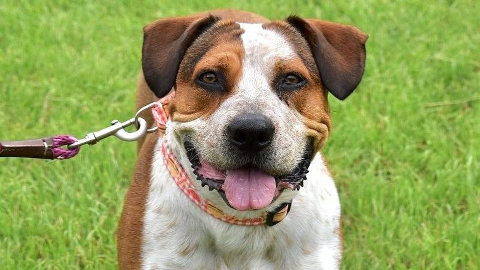 Josie @ Austin Humane Society 6/14/23
