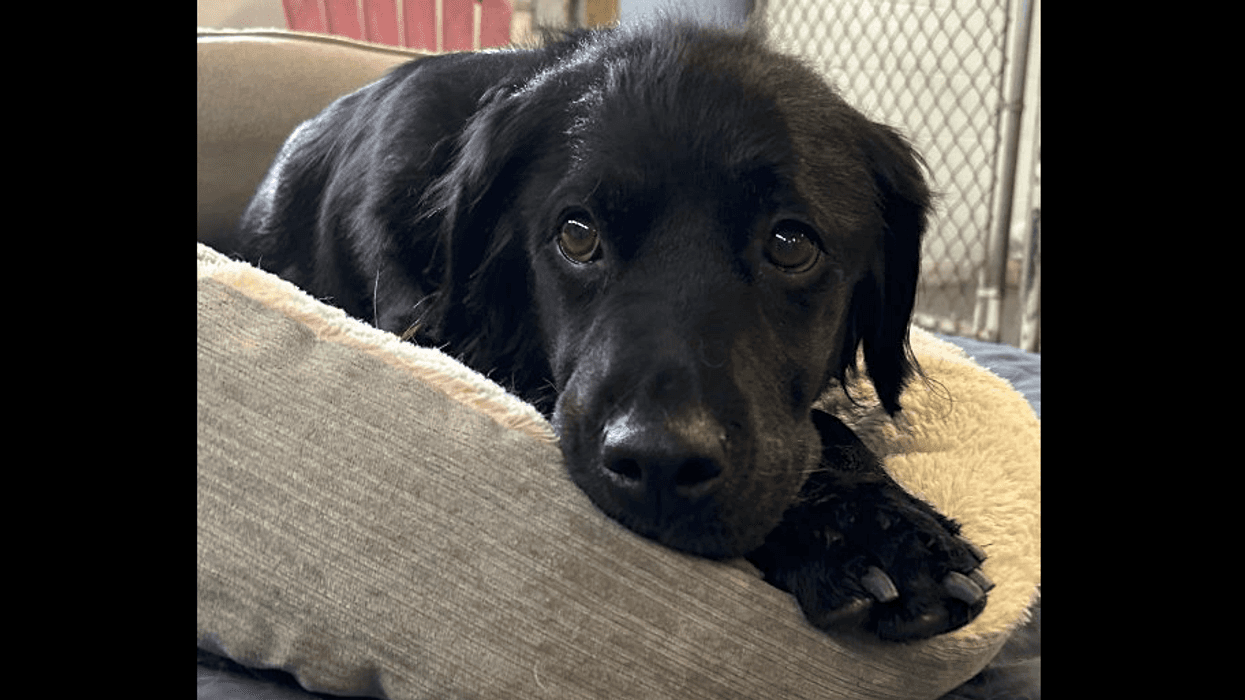 Josie the dog at West Deer Animal Shelter