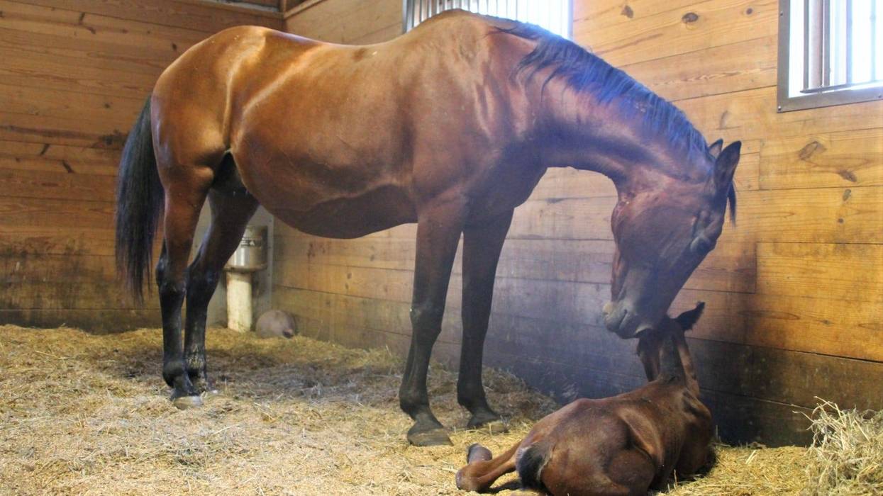 Journey and her colt