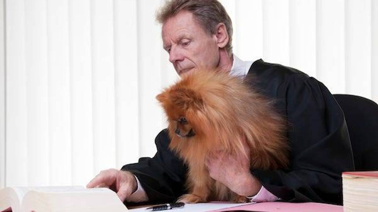 Judge reading a law book while holding a dog