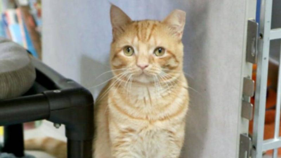 Julian @ Austin Humane Society 8/16/23