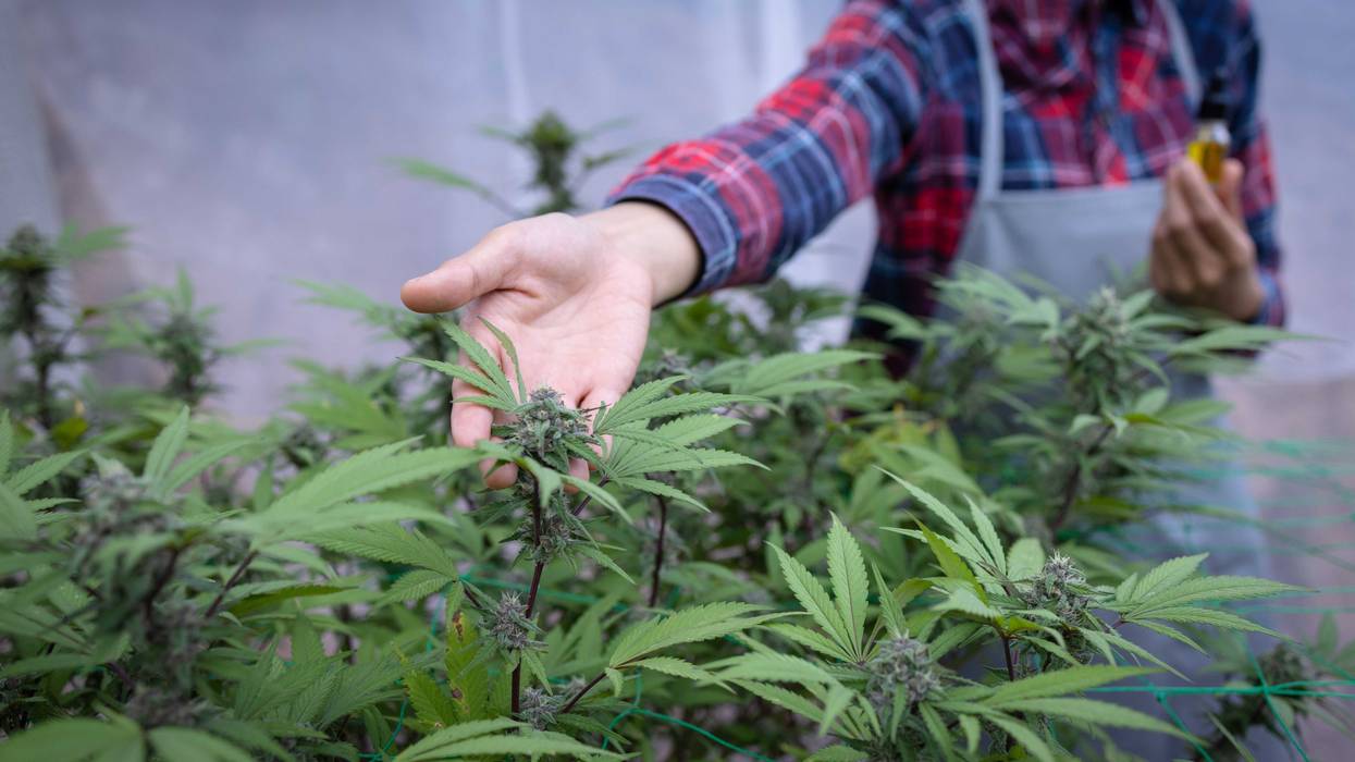 June 5th is the day for the first Office of Cannibas Management's lottery to award marijuana license distribution.