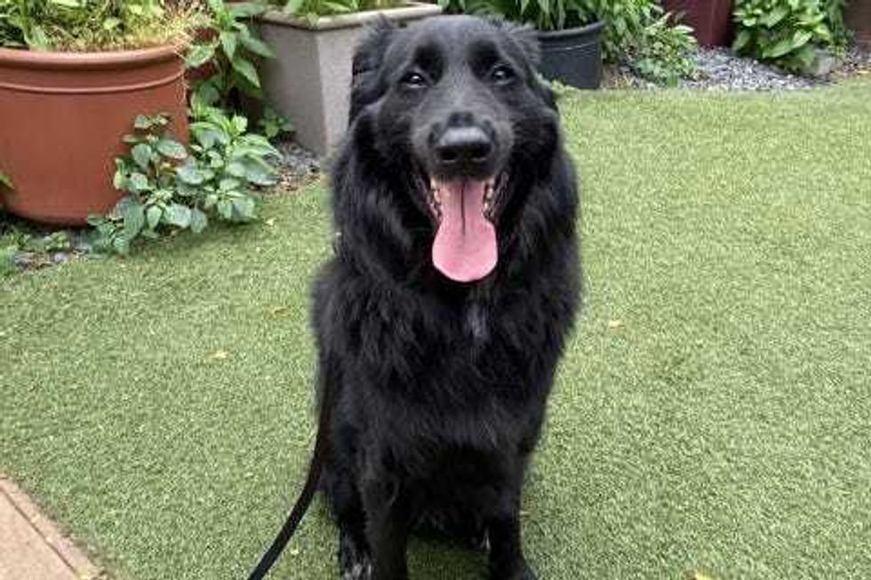 Justice, a three-year-old Labrador Retriever mix who loves to be with his people, but not other pups.